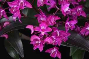 Den. Bright Angel Sparkey AM 80